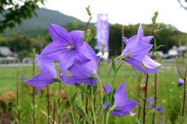 キキョウの花