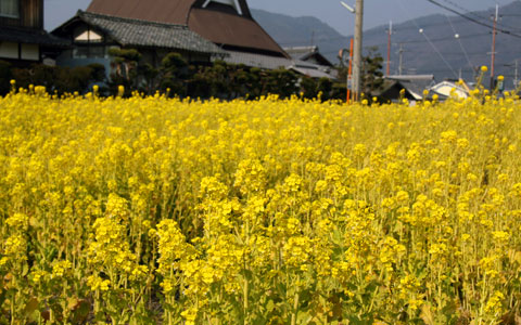 菜の花