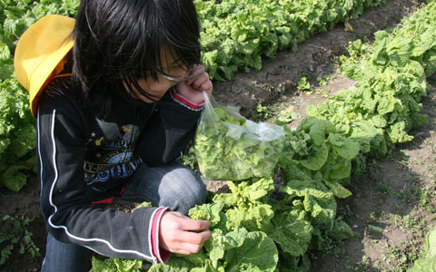 菜の花のつぼみを収穫