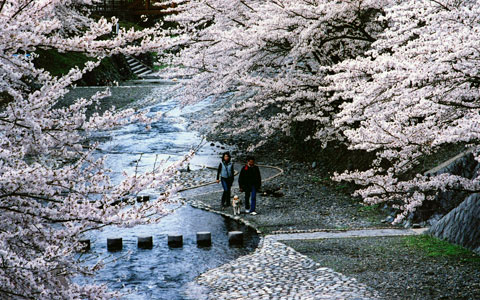 七谷川の桜並木